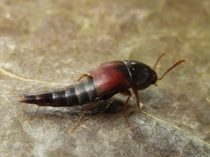 Staphylinidae-Tachiporinae-Tachiporini: cfr. Sepedophilus sp.